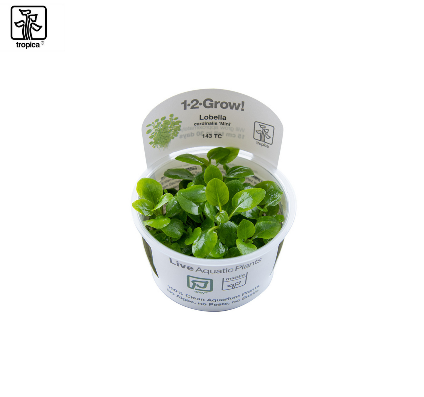 TROPICA Lobelia cardinalis "Mini"