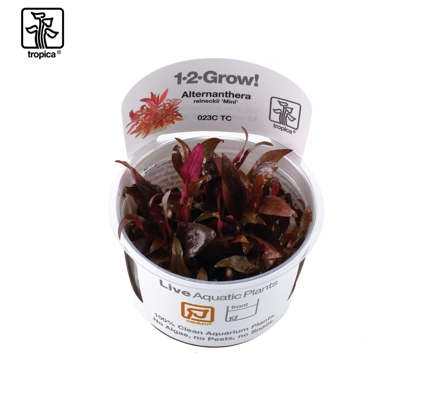 TROPICA Alternanthera reineckii "Mini"