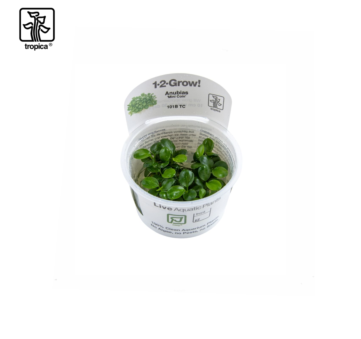 TROPICA Anubias "mini Coin"
