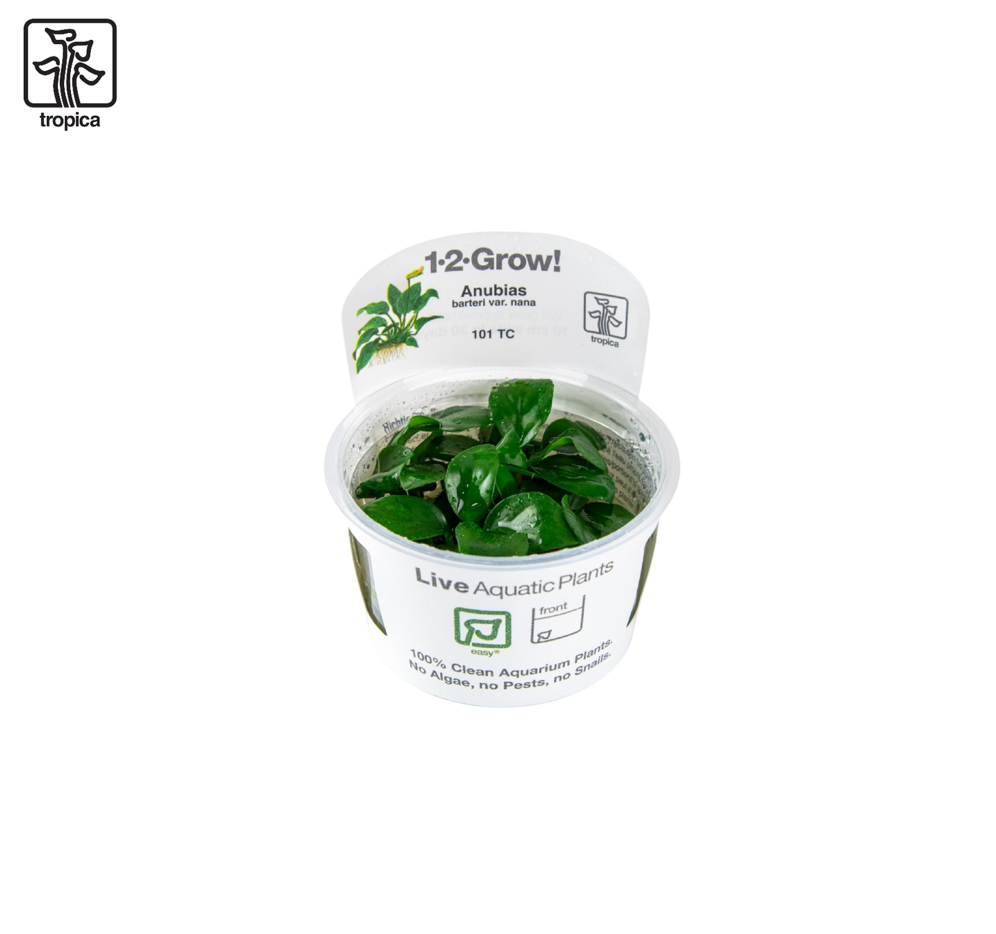 TROPICA Anubias barteri var.nana
