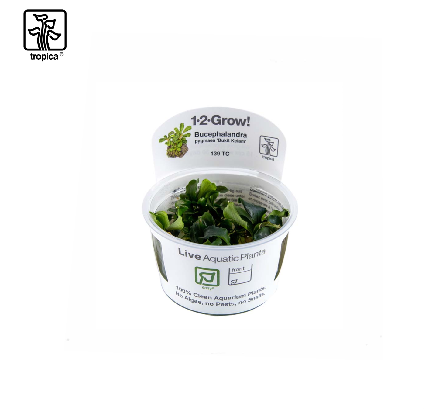 TROPICA Bucephalandra pygmaea "Bukit Kelam"