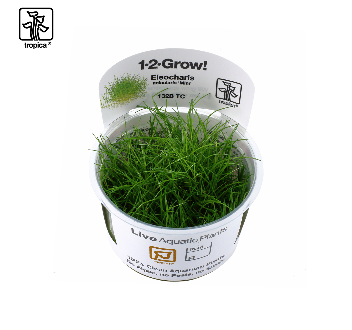 TROPICA Eleocharis pusilla ‘Mini’