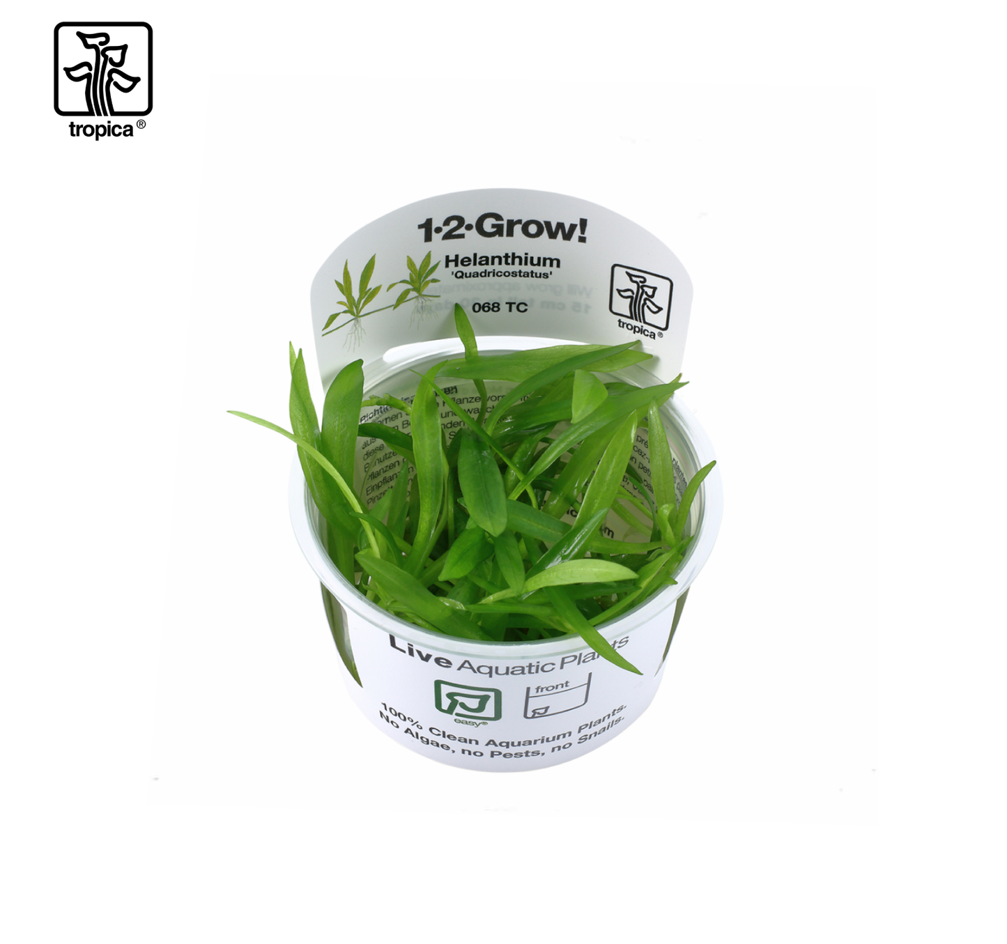 TROPICA Helanthium Bolivianum "Quadricostatus"