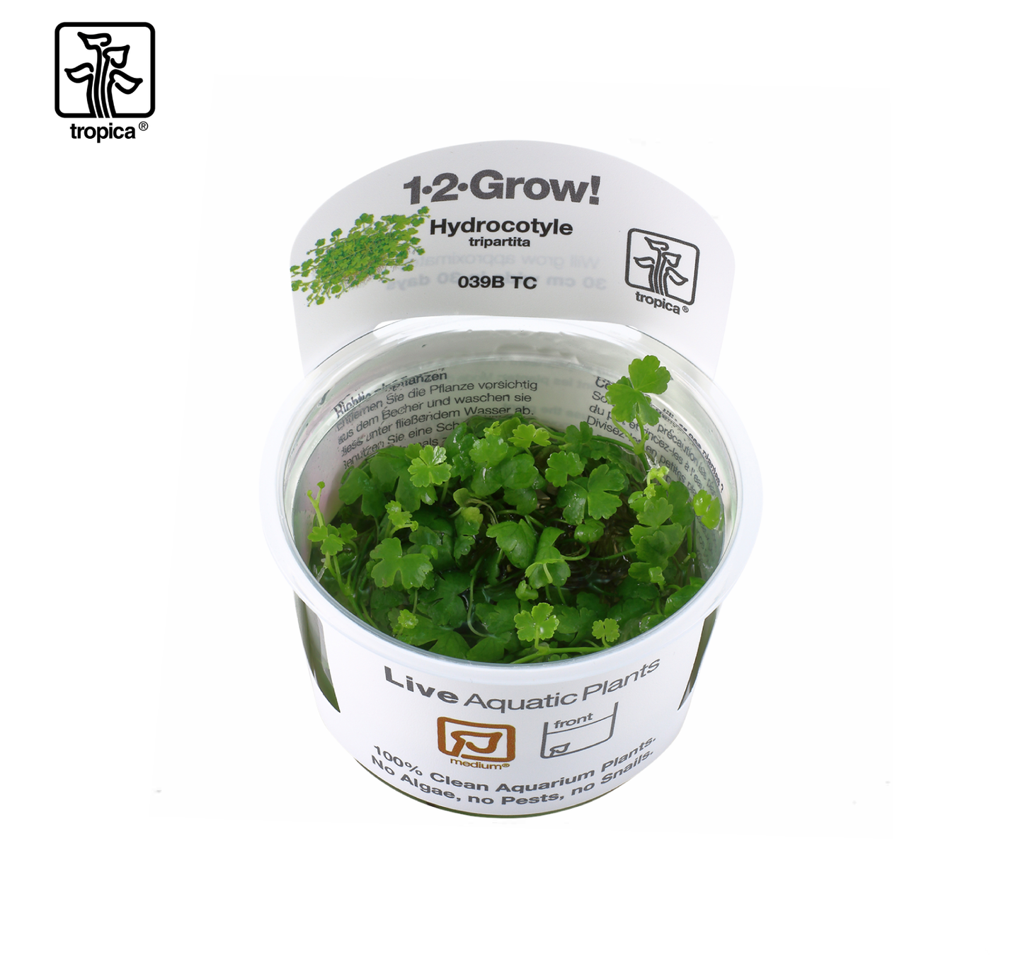 TROPICA Hydrocotyle tripartita