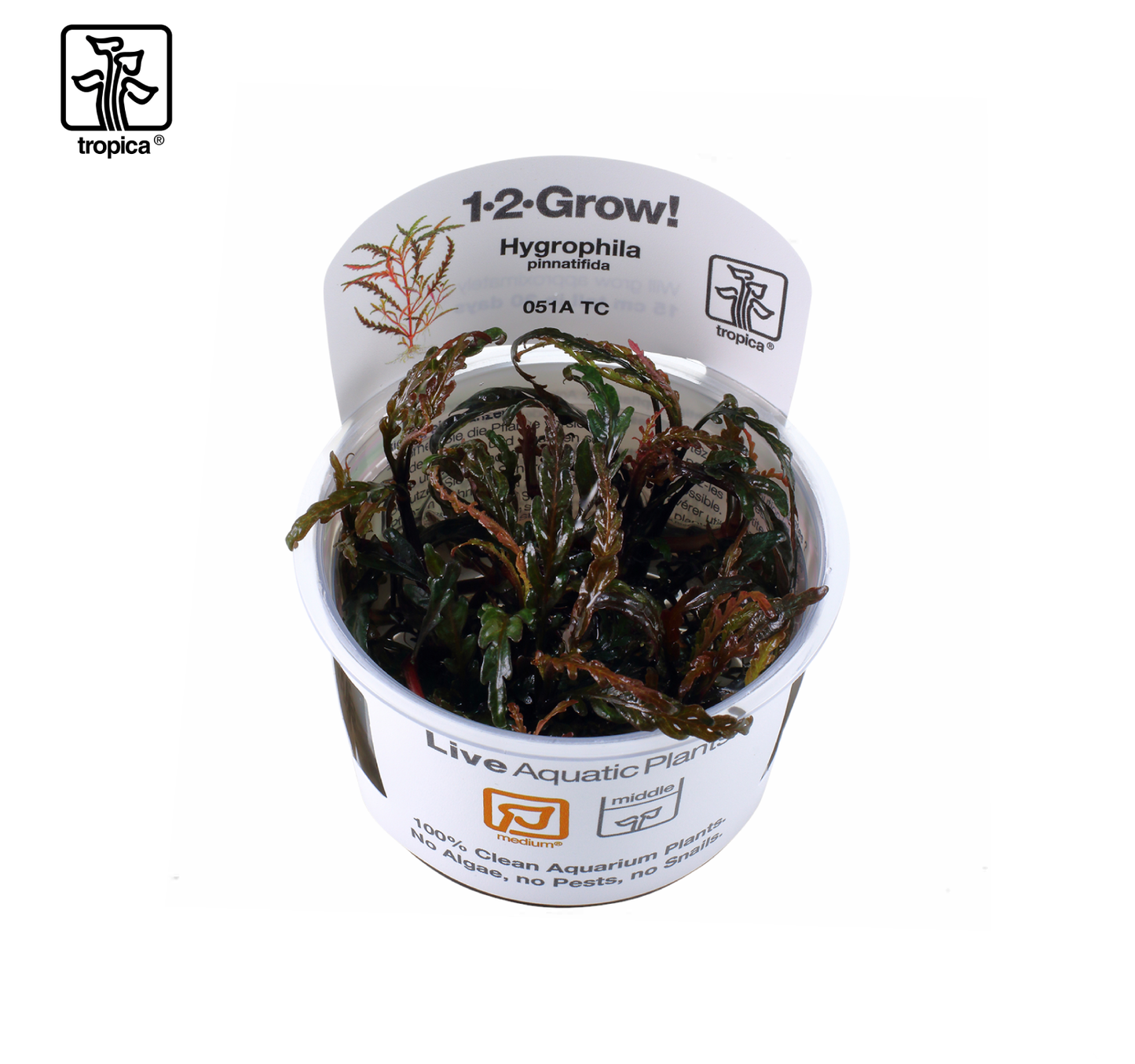 TROPICA Hygrophila pinnatifida