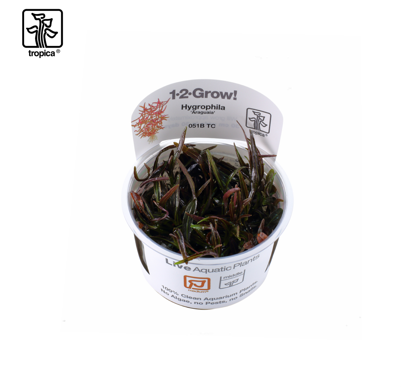 TROPICA Hygrophila lancea 'Araguaia'