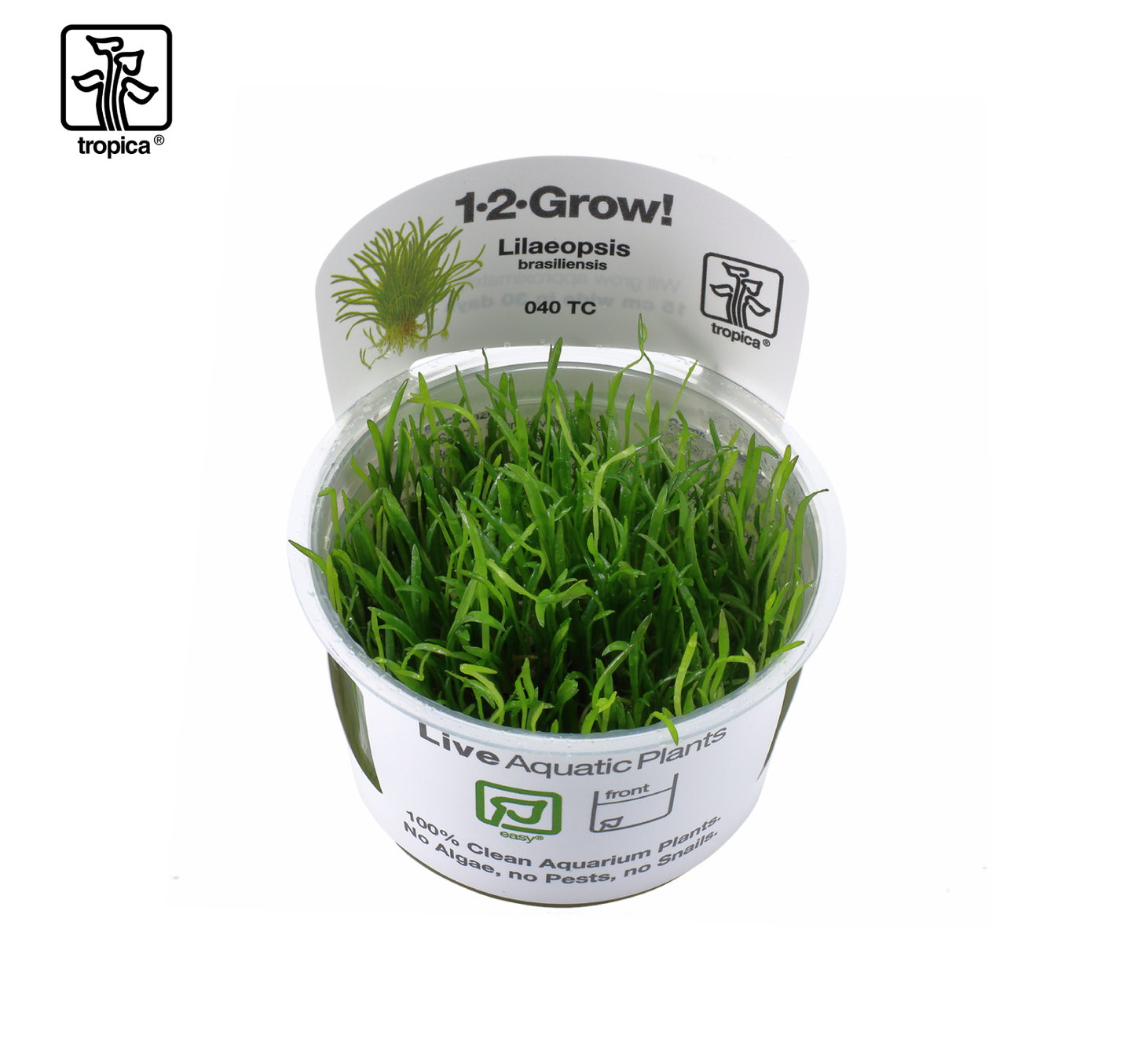 TROPICA Lilaeopsis Brasiliensis