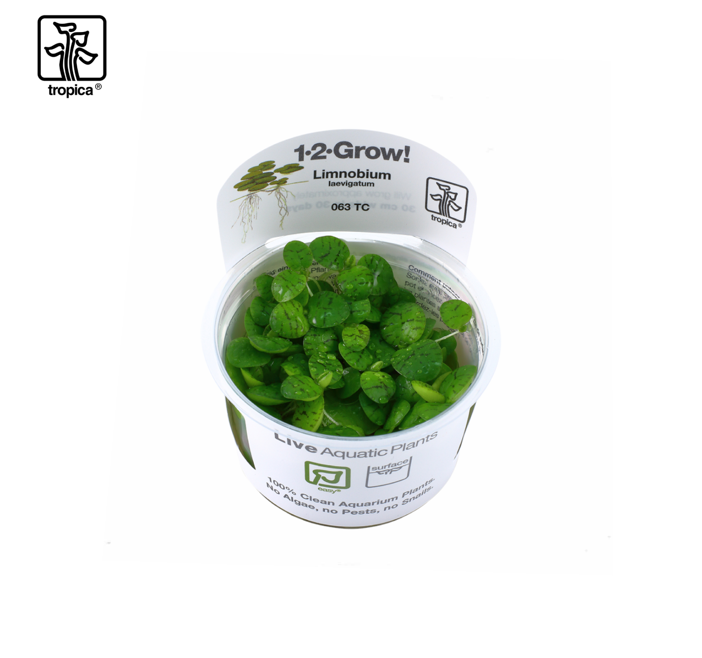 TROPICA Limnobium lavigatum
