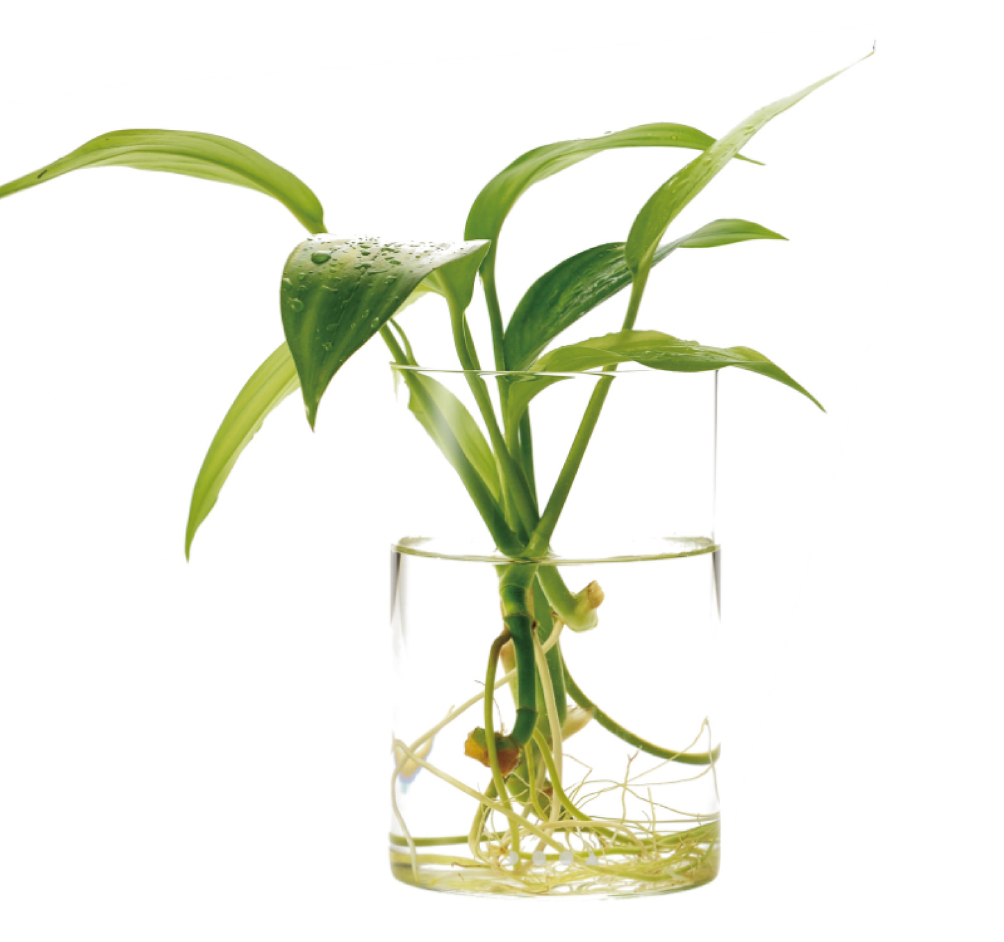 Glass Pot Maru
