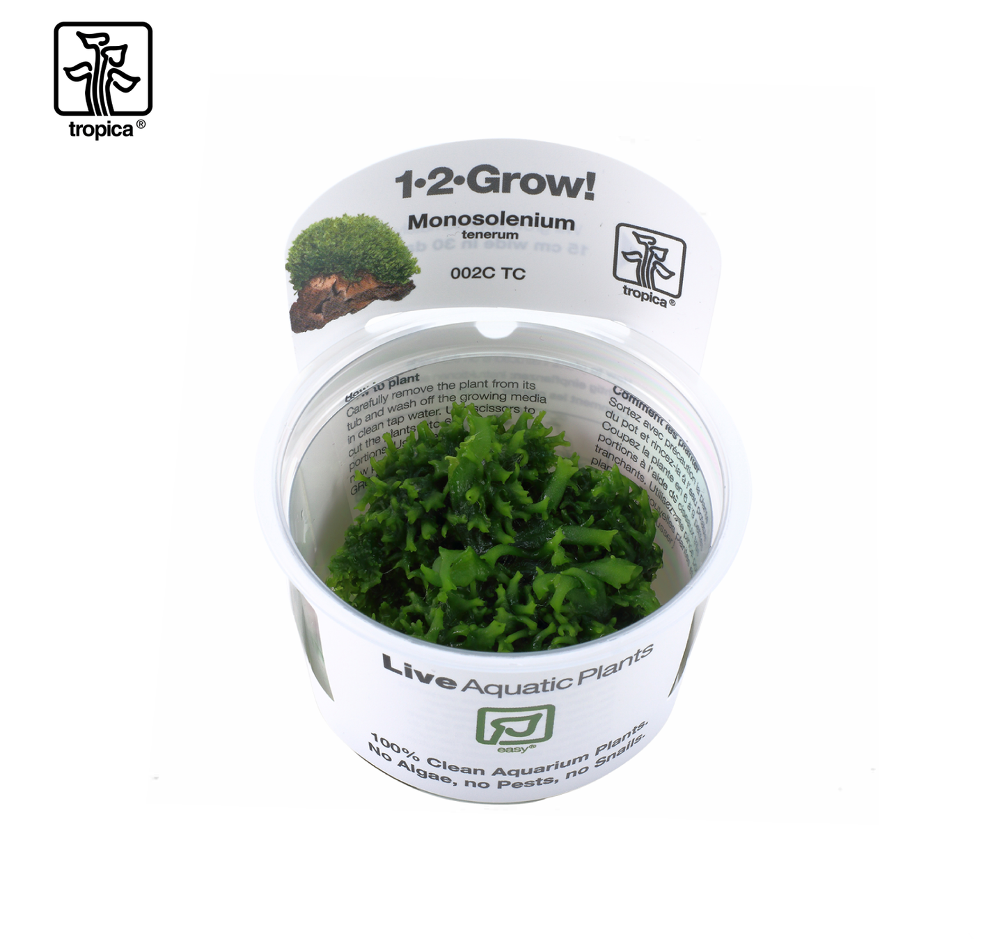 TROPICA Monosolenium tenerum