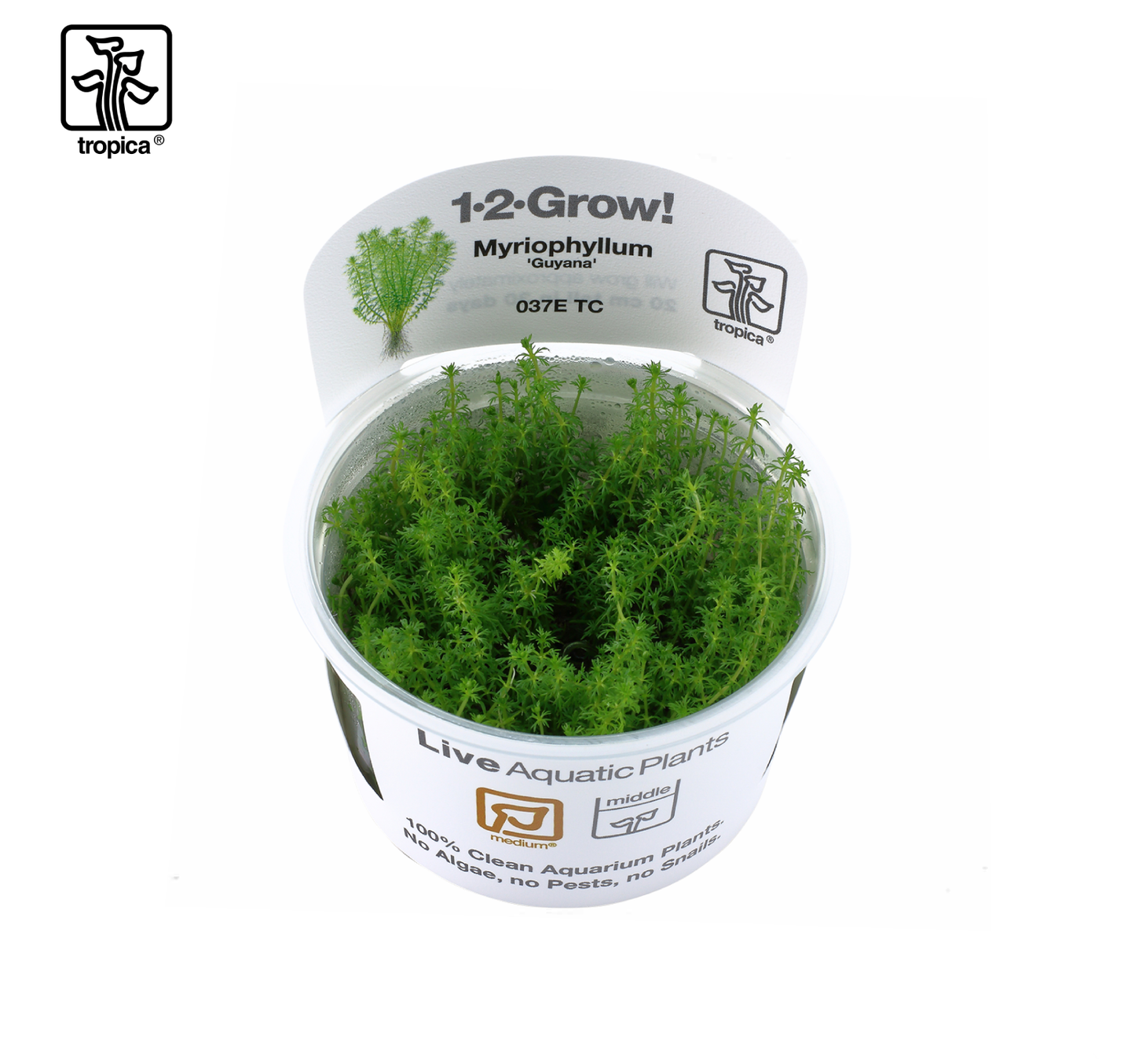 TROPICA Myriophyllum sp. 'Guyana'