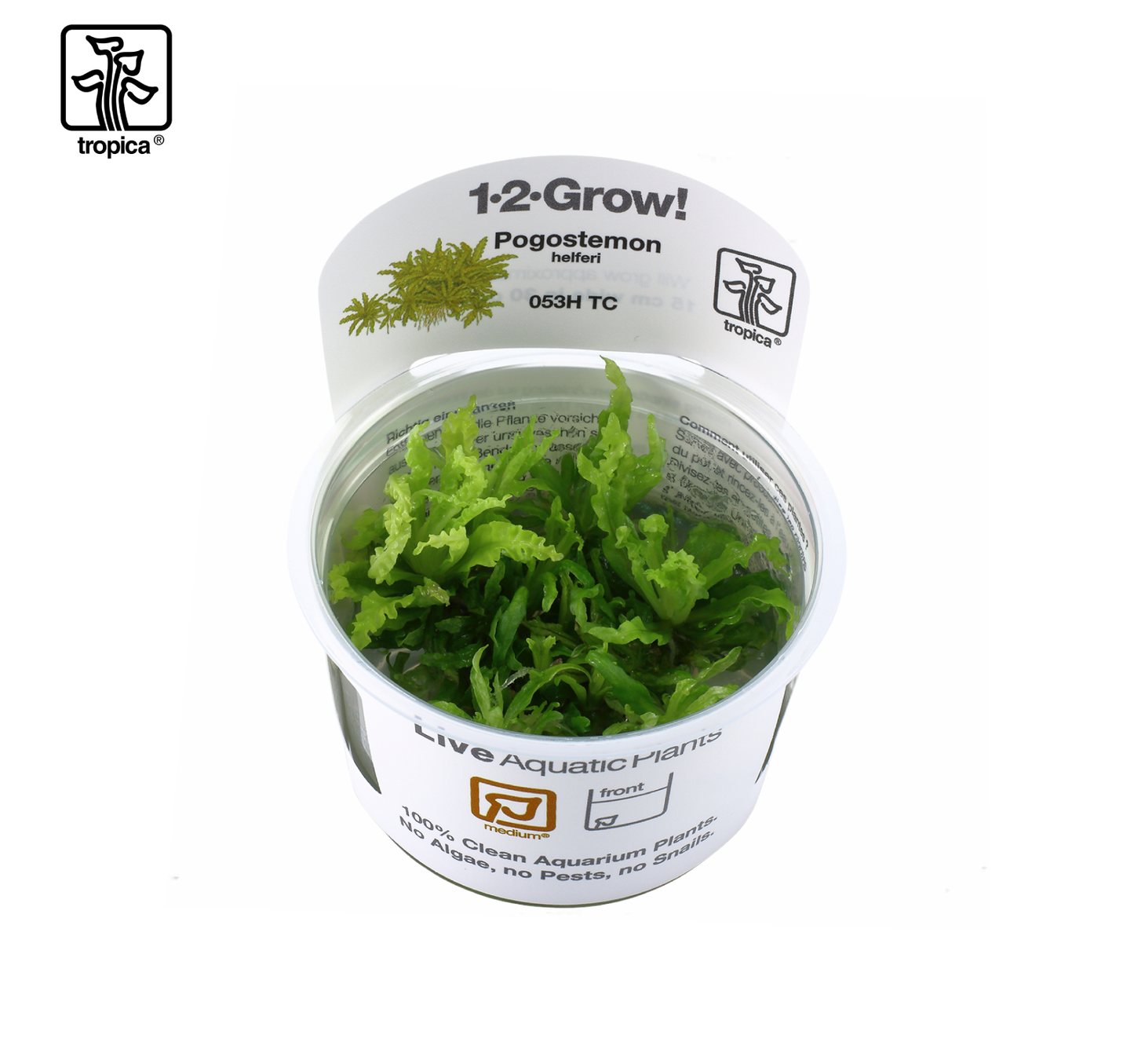 TROPICA Progostemo helferi