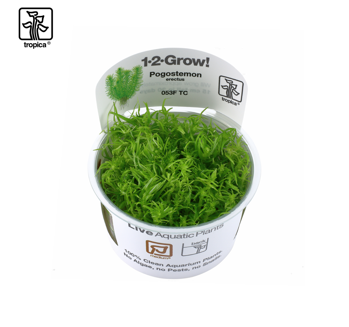 TROPICA Progostemo deccanensis