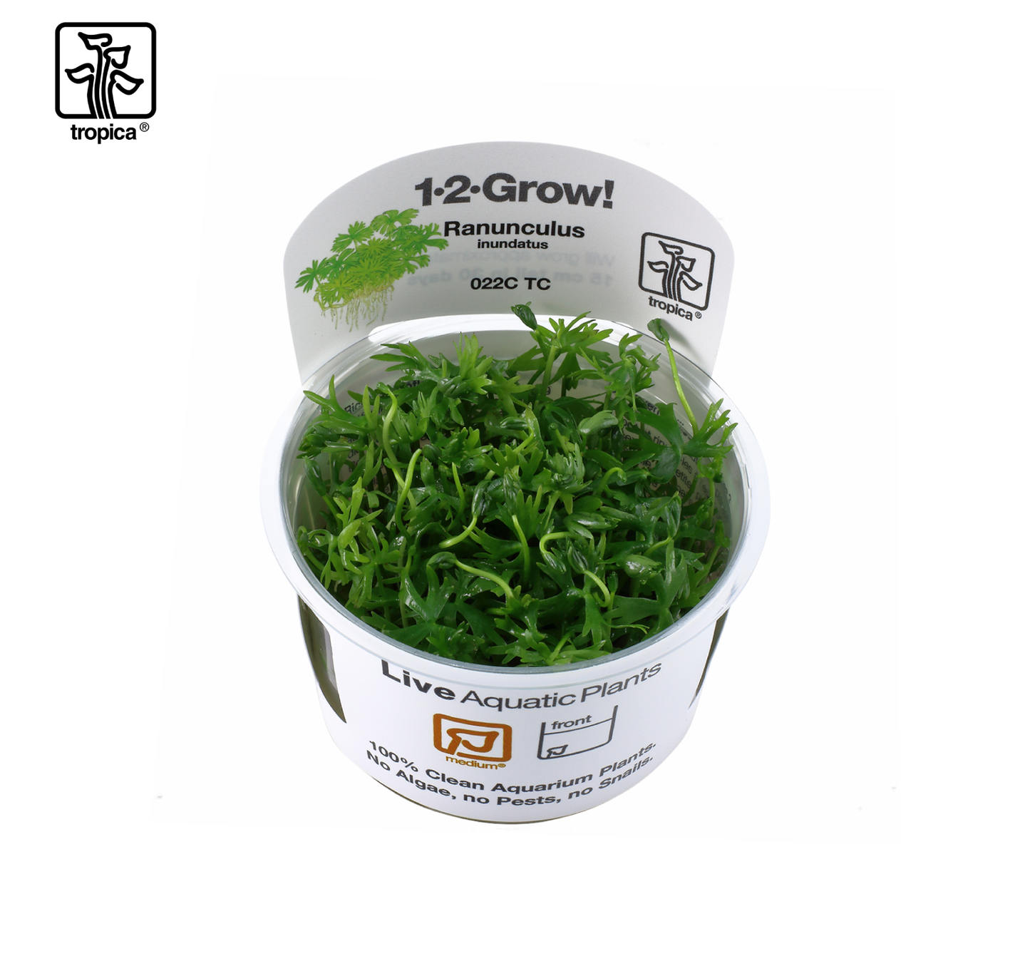 TROPICA Ranunculus inundatus