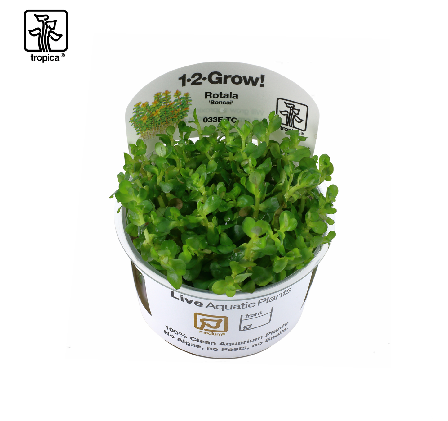 TROPICA Rotala indica "Bonsai"