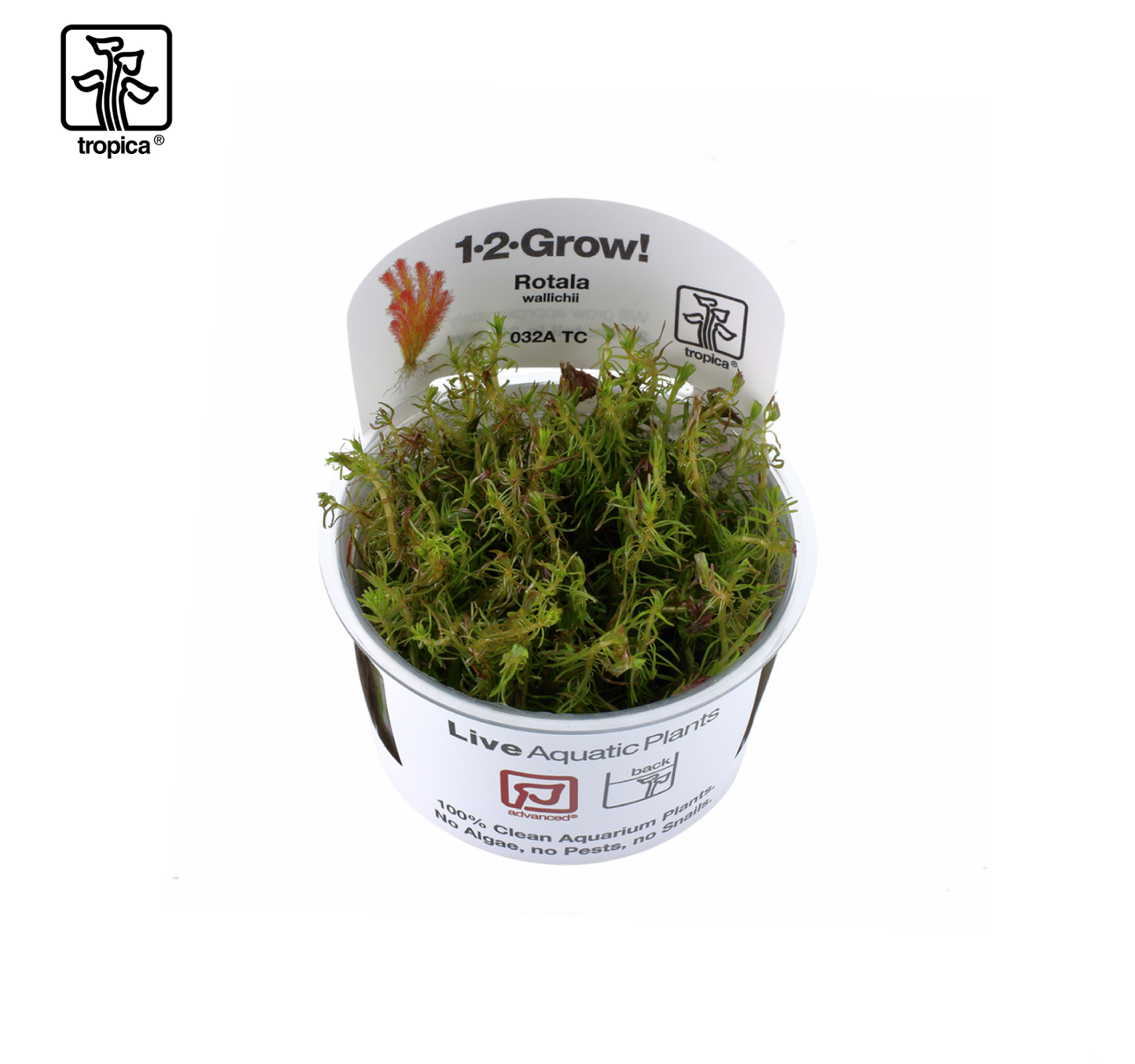 TROPICA Rotala wallichii