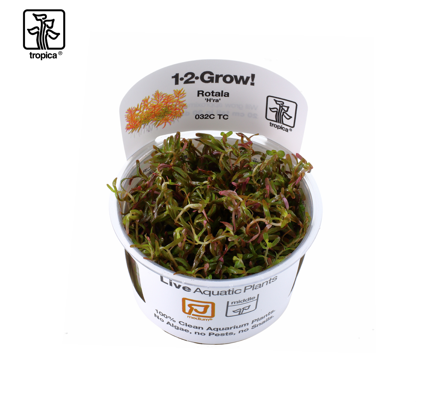 TROPICA Rotala rotundifolia 'H'ra'