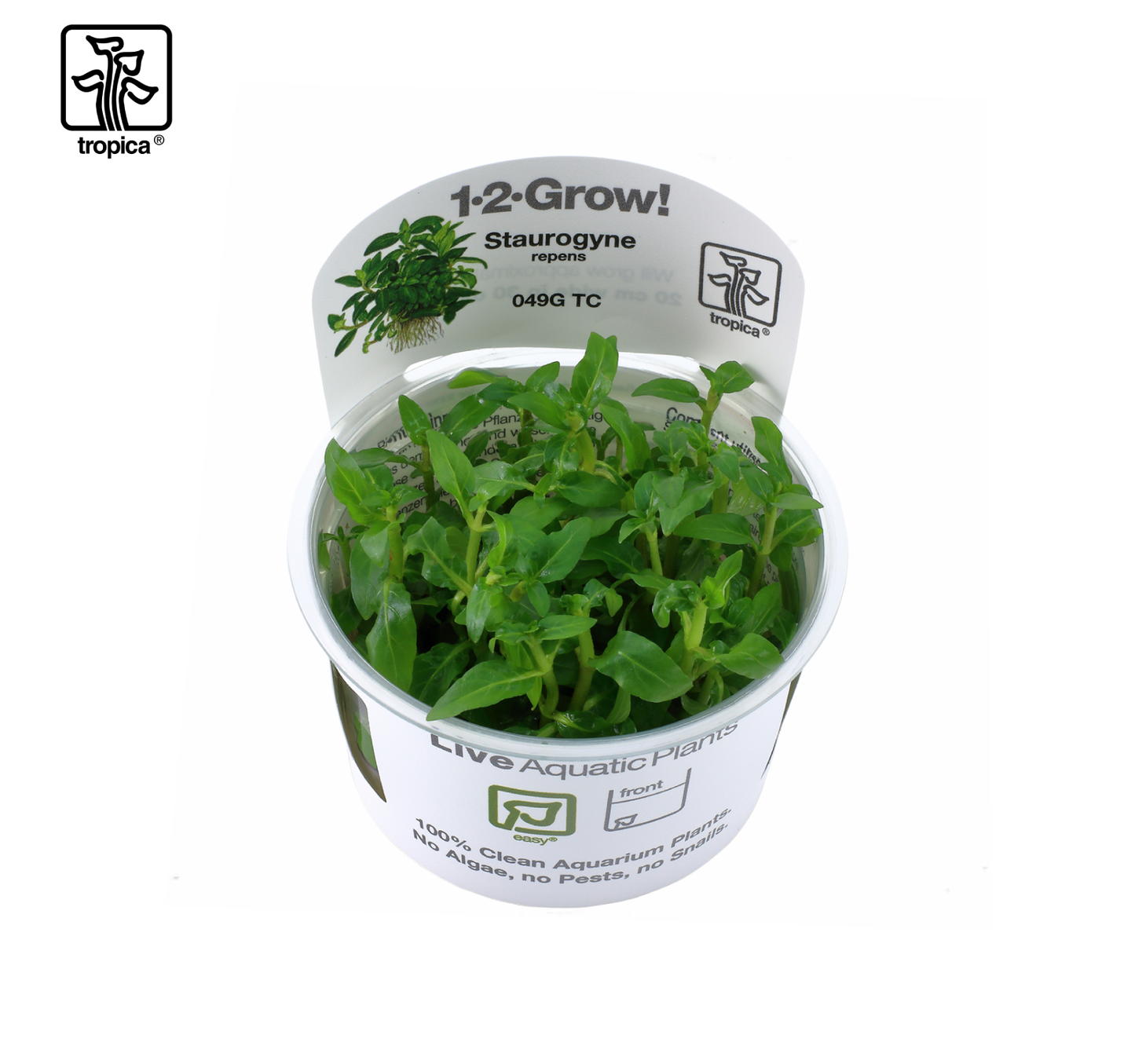 TROPICA Straurogyne Repens