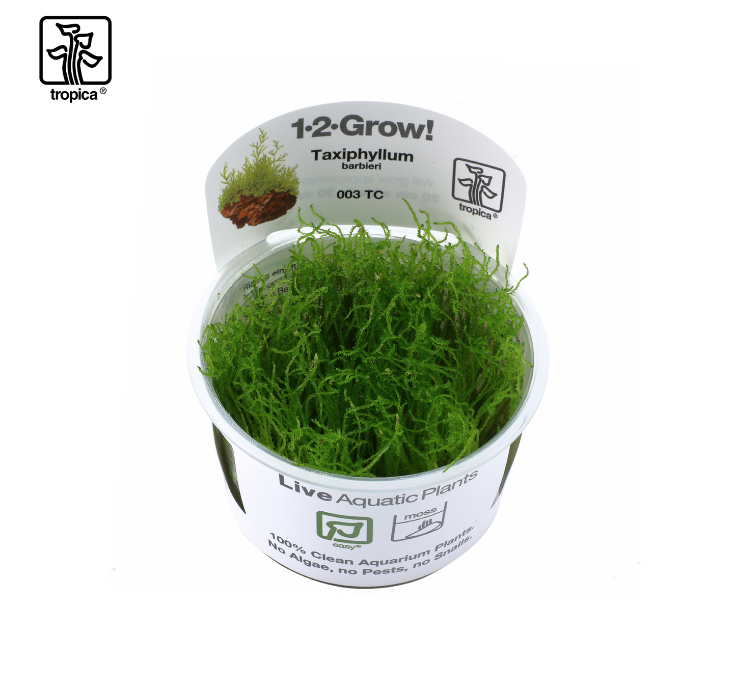 TROPICA Taxiphyllum Barbieri