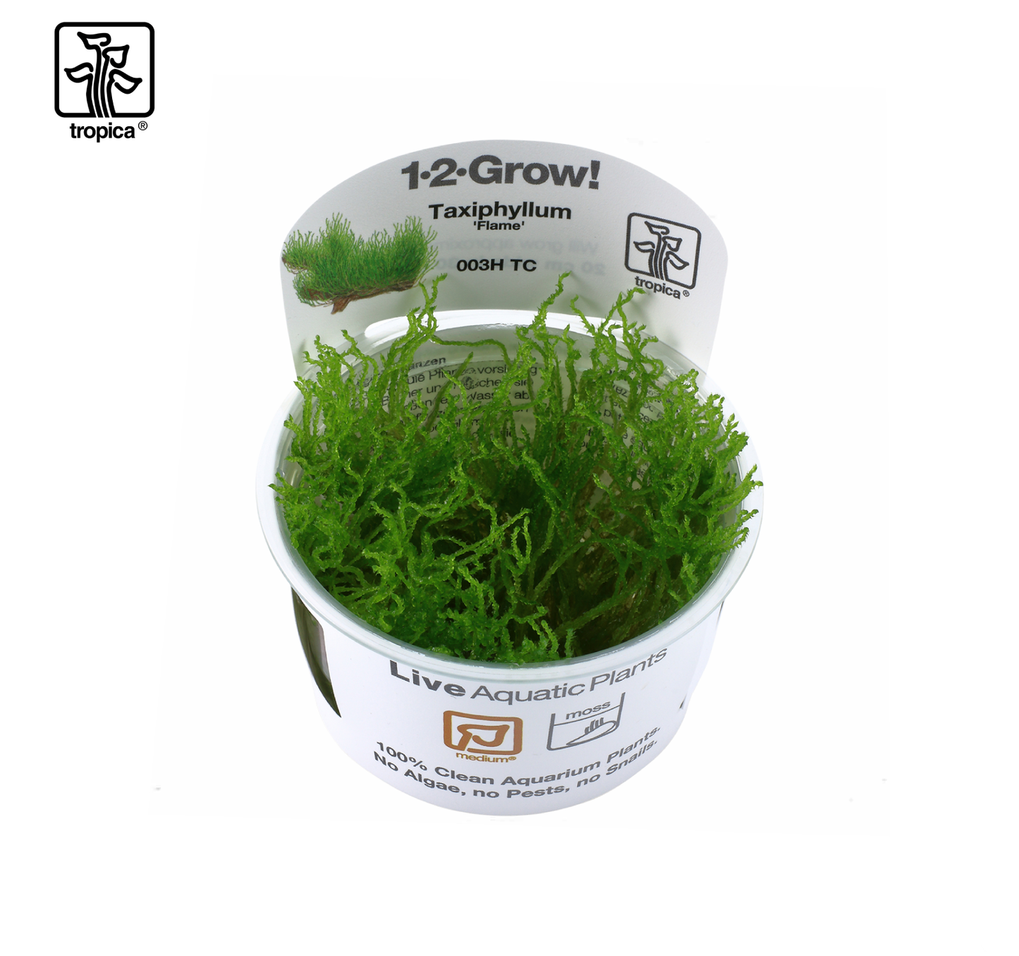 TROPICA Taxiphyllum 'Flame'