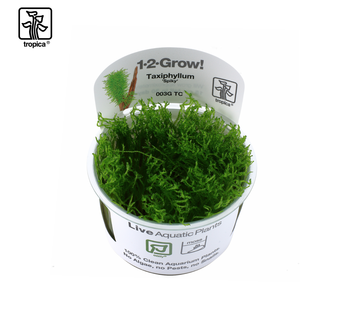 TROPICA Taxiphyllum "Spiky"