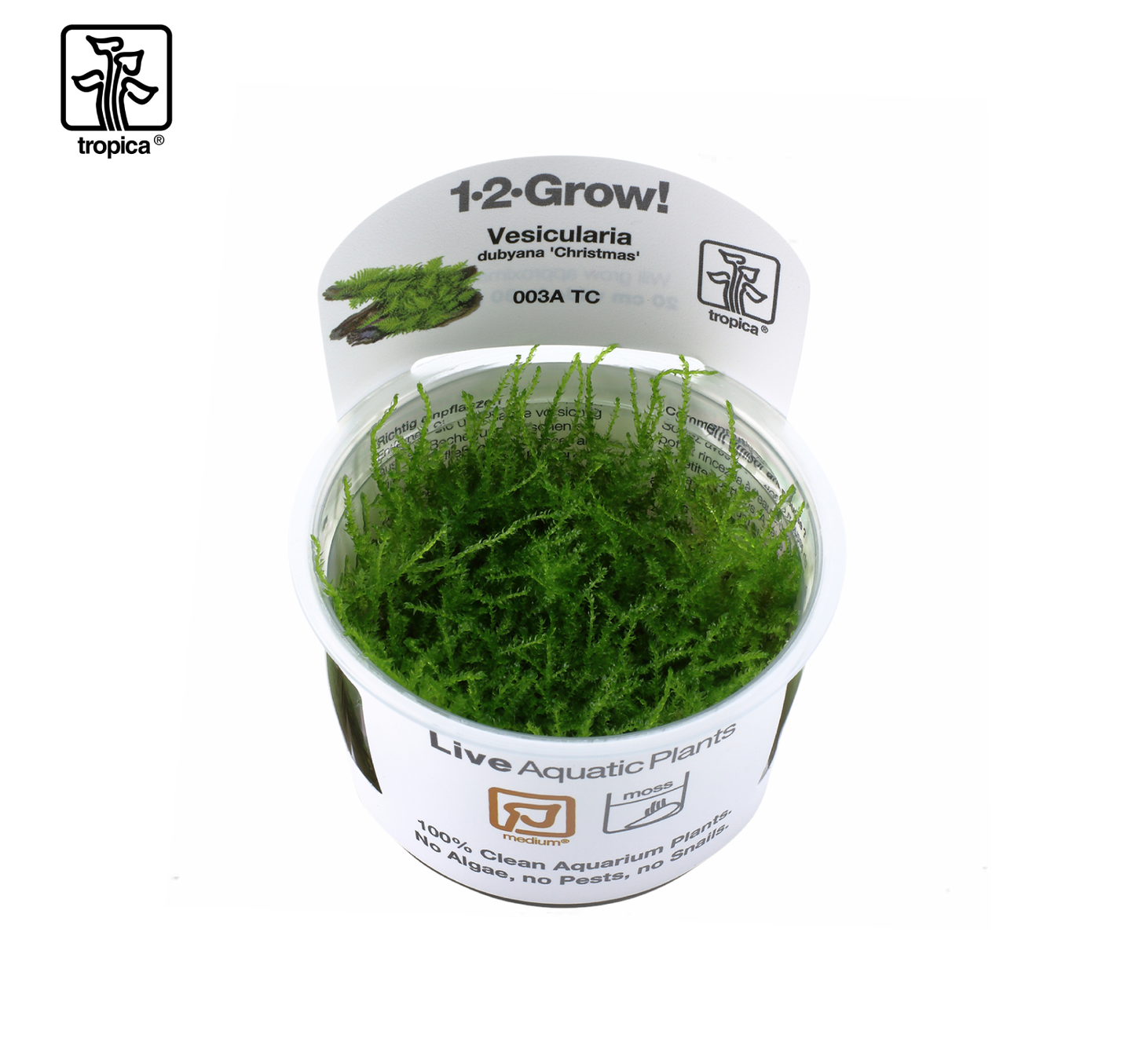 TROPICA Vesicularia montagnei 'Christmas Moss'